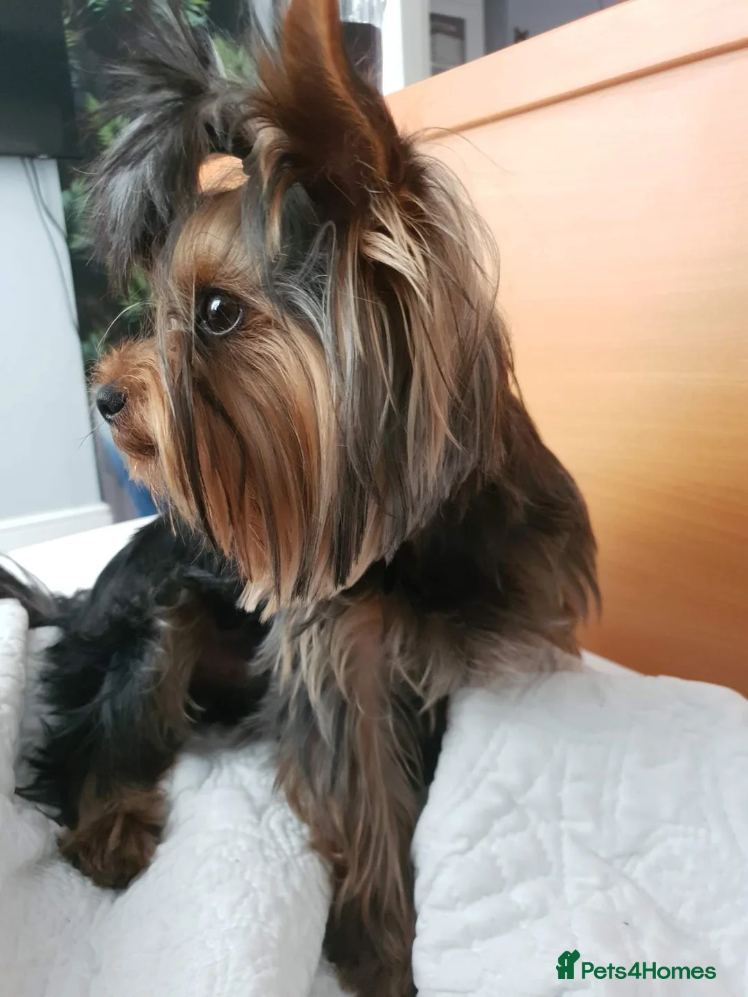 Yorkshire Terrier dogs for stud: KCReg Assured Breeder/Benjamin looking for a date in Southampton - Advert 10