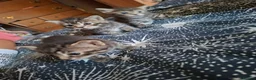 Mixed Breed cats for sale: 3 beautiful gray tabby kittens  in Doncaster - Advert 5