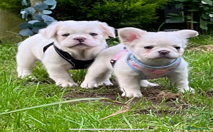 French Bulldog dogs - Advert 5