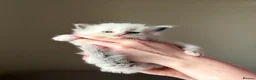 Ragdoll cats for sale: Exceptional Quality Ragdoll Kittens  - Advert 20