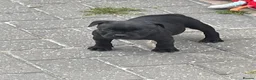 Staffordshire Bull Terrier dogs for sale: KC REGISTERED 3 BLACK BOYS 1 GIRL - Advert 12