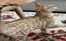 Bengal cats for sale: Snow bengal kitten /male - Image 11