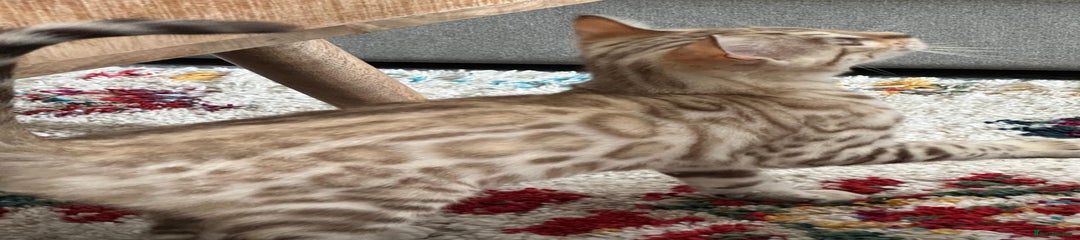 Bengal Kitten 4