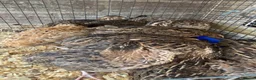 Mixed Breed poultry for sale: Beautiful Quals and Quals and chicken - Advert 16
