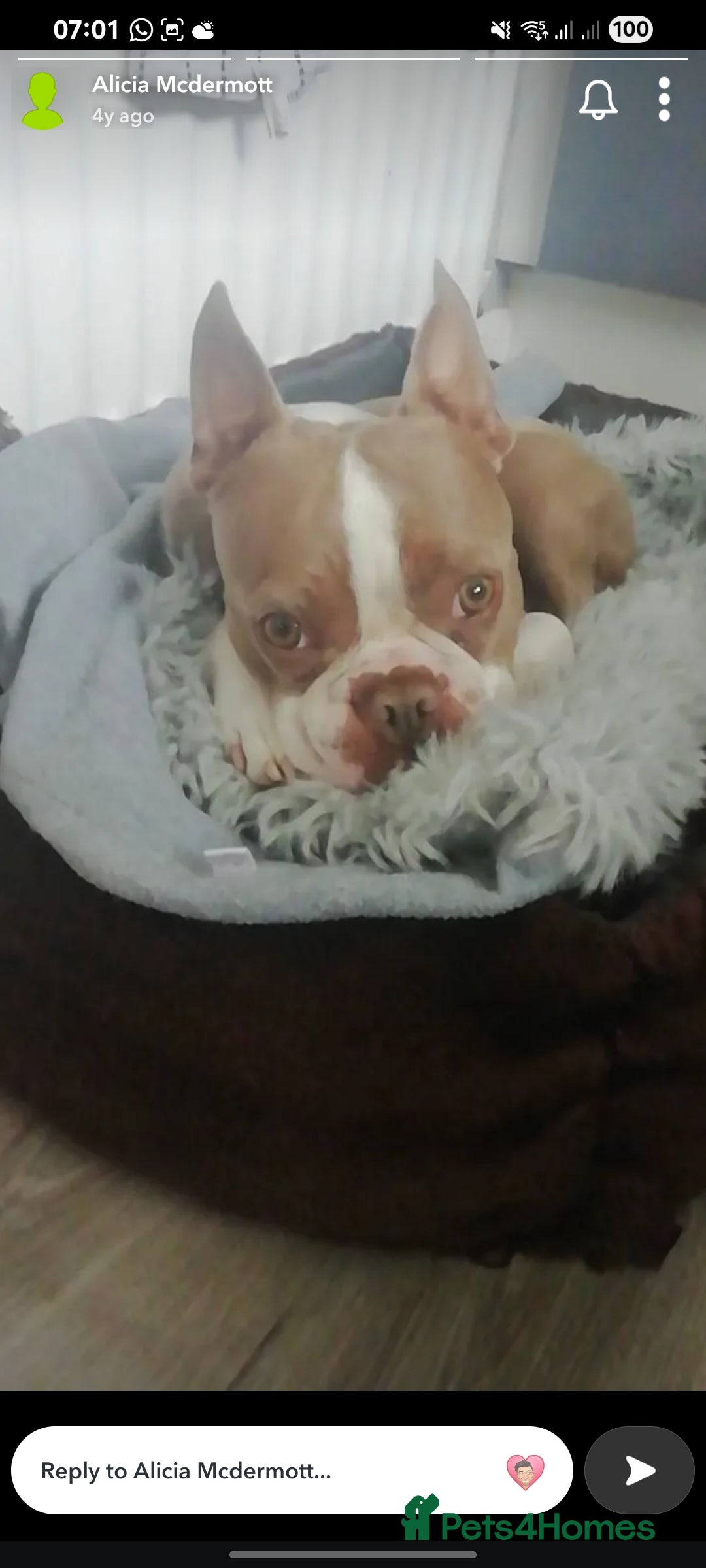 Boston Terrier dogs for sale: Outstanding Blue/Champagne Boston pups - Image 14