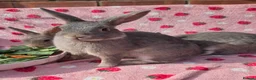 Mixed Breed rabbits for sale: 4 very tame Blue fawn plush mini lop rabbit - Advert 5