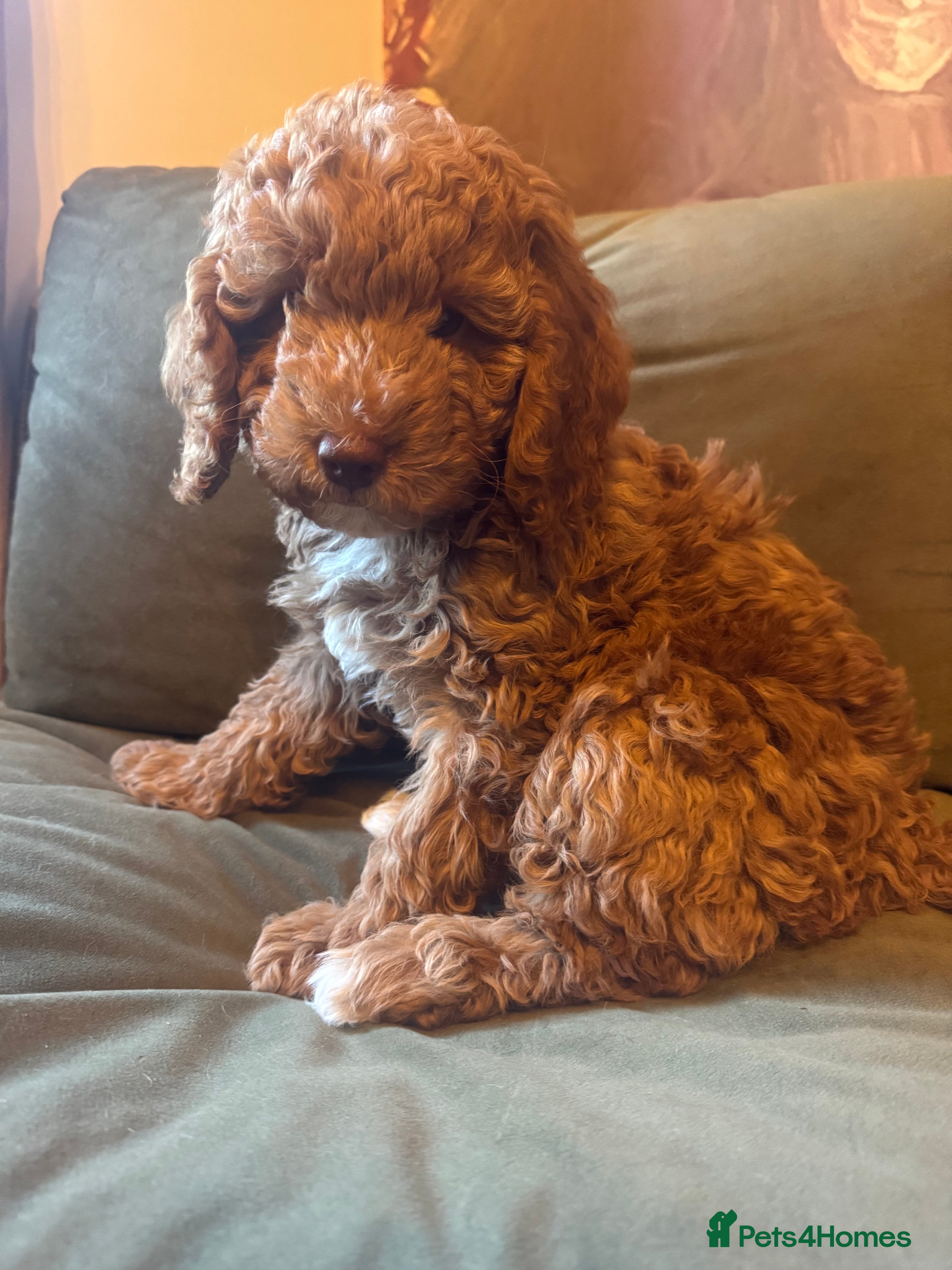 Cockapoo dogs Cockapoo pups ready 24th Dec healthtested parents  - Advert 1