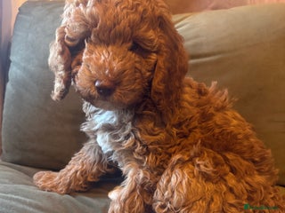 Cockapoo dogs Cockapoo pups ready 24th Dec healthtested parents - Advert 1