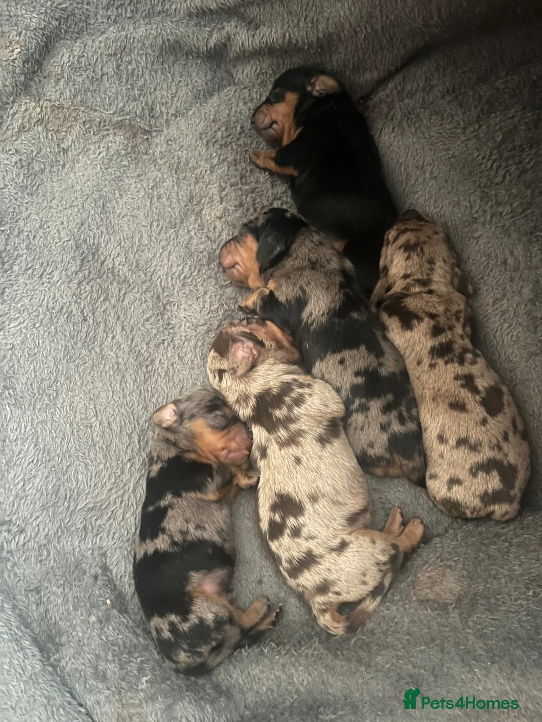 Miniature Dachshund dogs for sale: Beautiful KC registered puppies.  - Advert 4