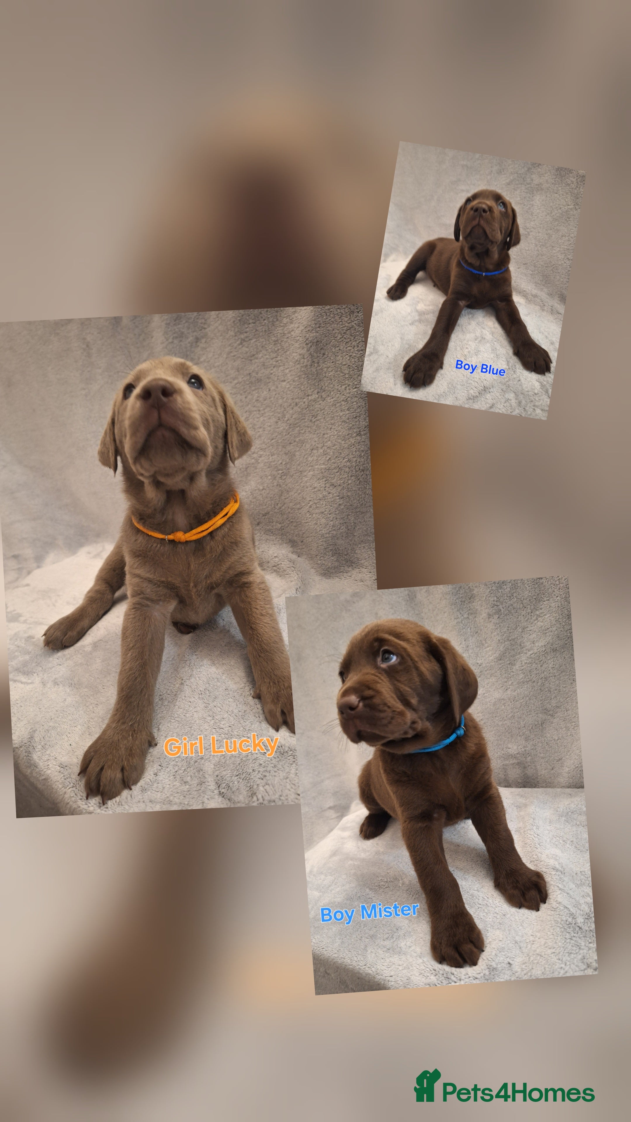 Labrador Retriever dogs  Chunky, healthy Chocolate and Silver puppies!!! - Advert 14