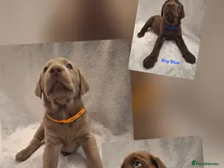 Labrador Retriever dogs Chunky, healthy Chocolate and Silver puppies!!! - Advert 14