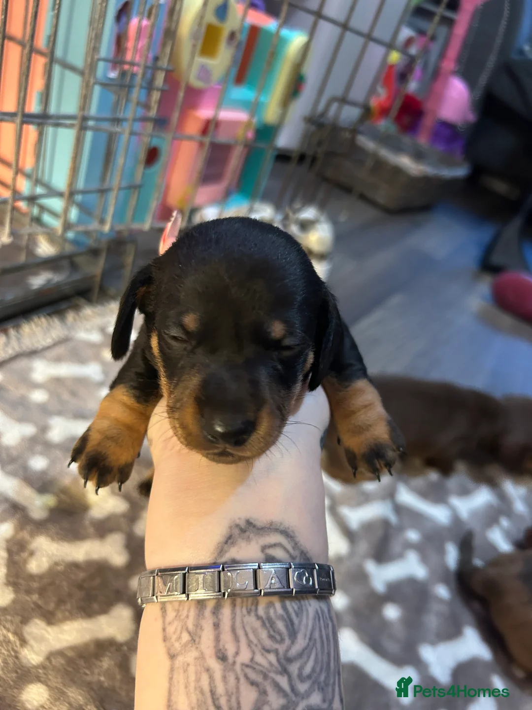 Miniature Dachshund dogs for sale: Miniature dachshund 🐶🩷🩵 - Advert 15