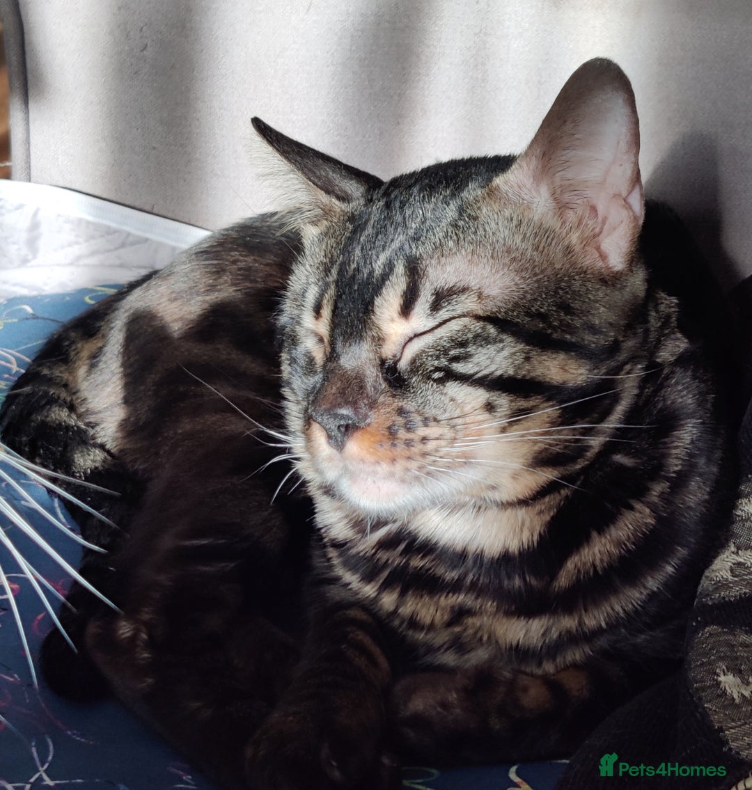 Bengal cats for stud: Charcoal brown bengal stud glitter coat  - Advert 5