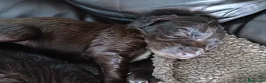 Cocker Spaniel 2