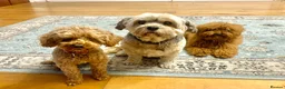 Toy Poodle dogs for sale: Red female KC Reg Toy poodle - Advert 5