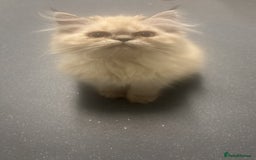 Persian cats for sale: Pure Persian baby's looking lovely home   - Image 6