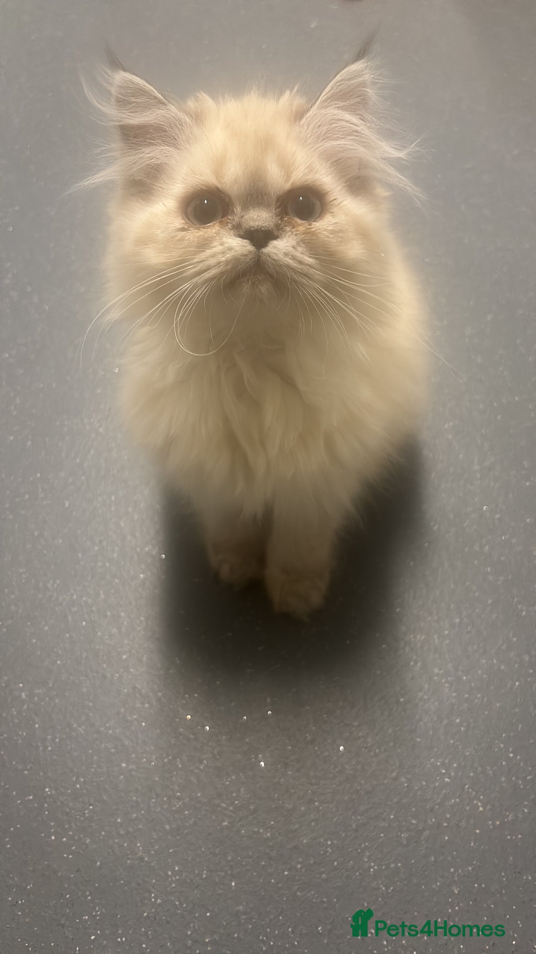 Persian cats for sale: Pure Persian baby's looking lovely home   - Image 6