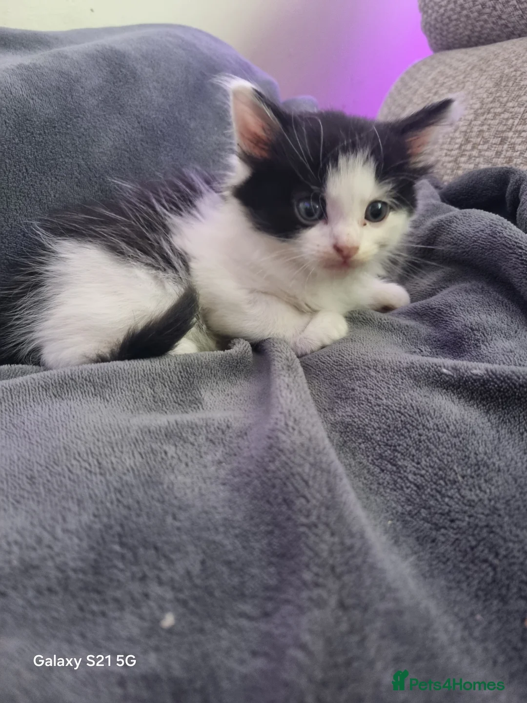 Mixed Breed cats for sale: long-haired kittens looking for a loving home - Advert 4