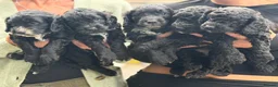 Cockapoo dogs for sale: BEAUTIFUL BOY COCKAPOO PUPPIES  in Alfreton - Advert 7