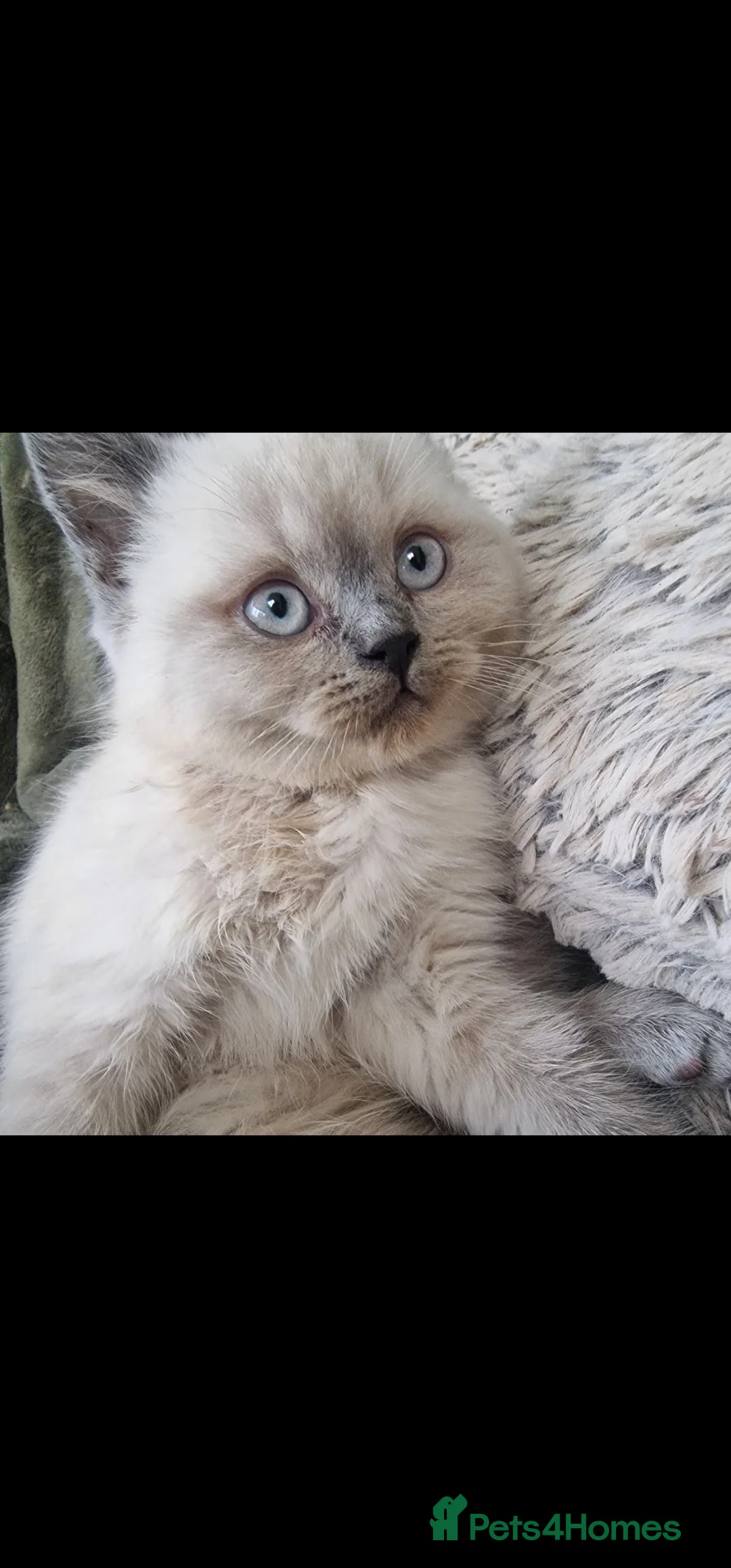 British Shorthair cats for sale: 3 british shorthair kittens - Advert 12