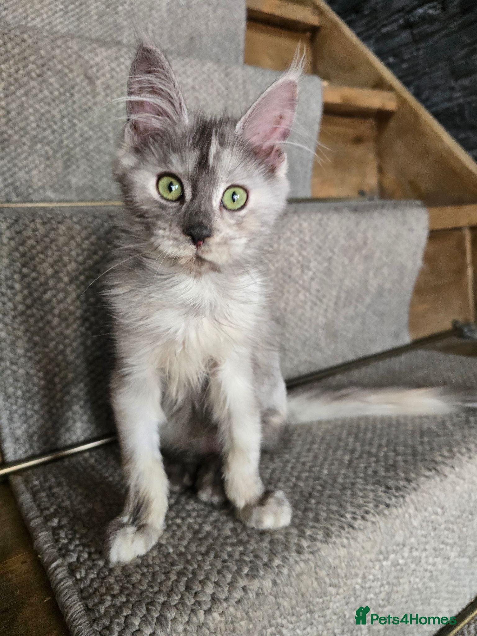 Maine Coon cats Ready Now TICA Boy  Maine Coon  - Advert 4