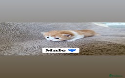 Persian cats for sale: Persian kittens for sale - Advert 2