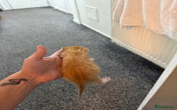 Mixed Breed cats for sale: 4 kitty’s looking for forever homes!  - Image 6