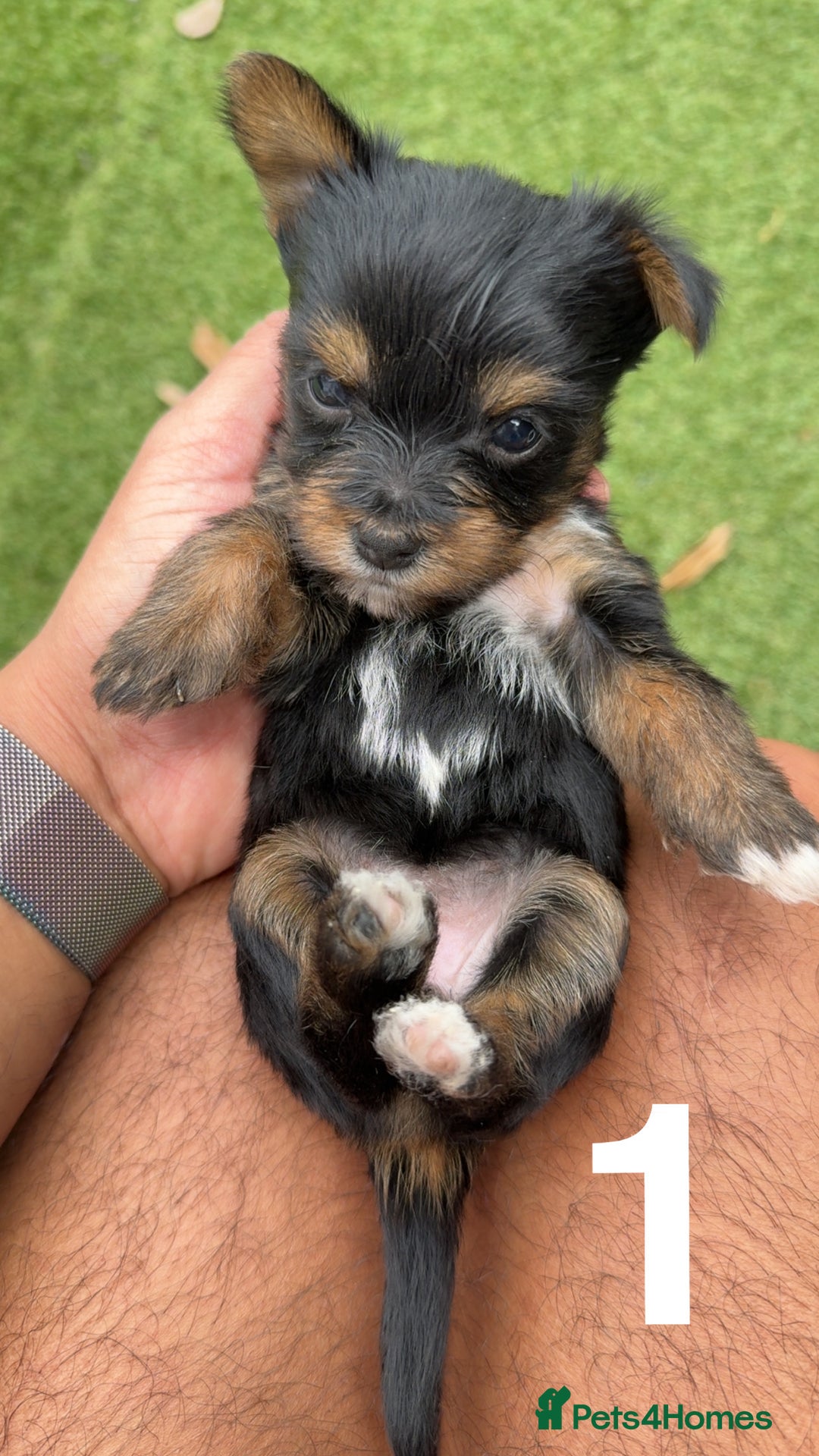 Mixed Breed dogs for sale: 4 gorgeous puppies for sale - Image 7