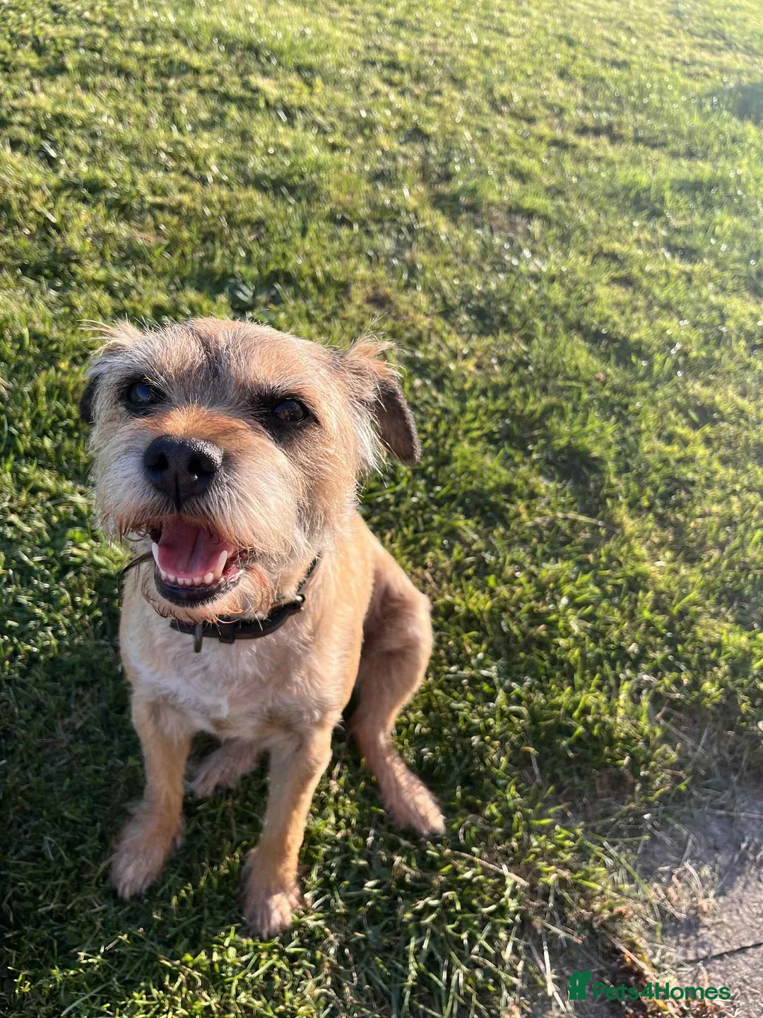 Border Terrier dogs for sale: 7 gorgeous Border Terrier puppies!!  - Advert 4