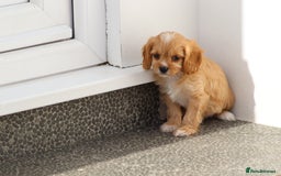 Cavapoo dogs for sale: F1 Cavapoo puppies for sale - Image 30