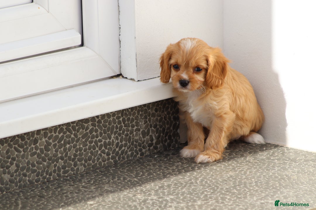 Cavapoo dogs for sale: F1 Cavapoo puppies for sale - Image 30