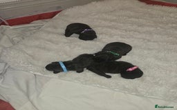 French Bulldog dogs for sale: 2 beautiful female French bulldogs - Advert 8