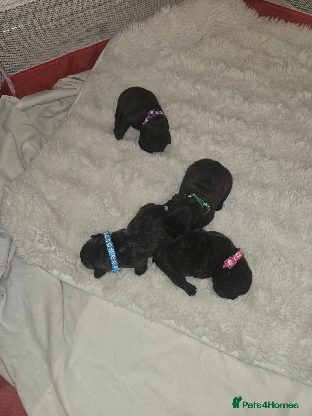 French Bulldog dogs for sale: 2 beautiful female French bulldogs - Advert 8