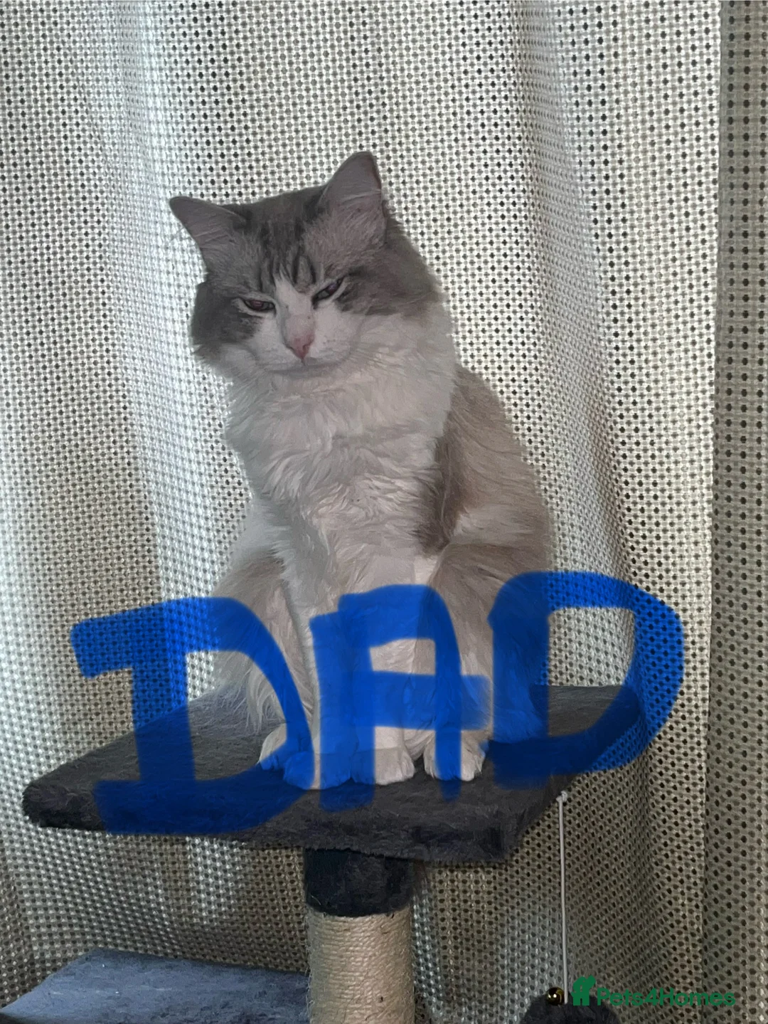 Ragdoll cats for sale: Ragdoll X tortoise shell - Advert 3