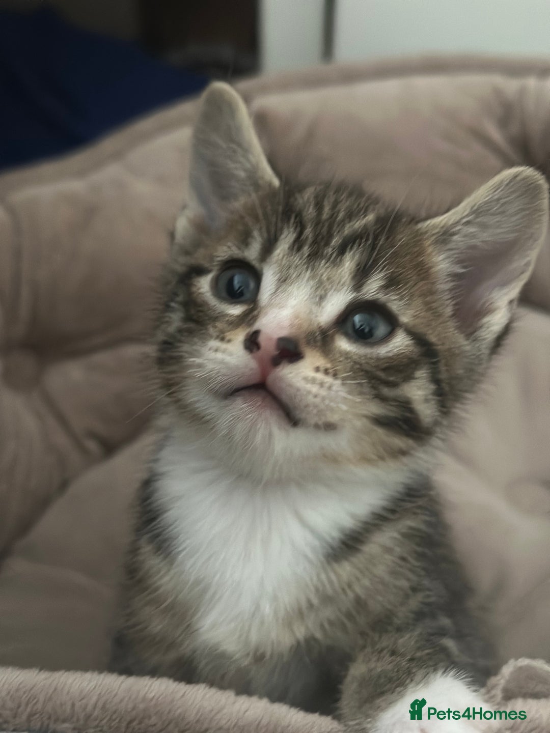 Mixed Breed cats for sale: Beautiful kittens - Image 30