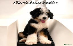 Bernedoodle dogs for sale: Curtabemdoodles Bernedoodles  - Image 27