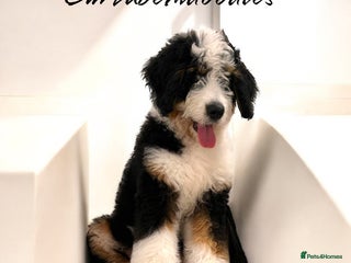 Bernedoodle dogs - Advert 2