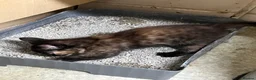 Domestic Shorthair cats for sale: 9 Gorgeous Kittens – Tabby, Ginger & Tortoiseshell - Advert 3