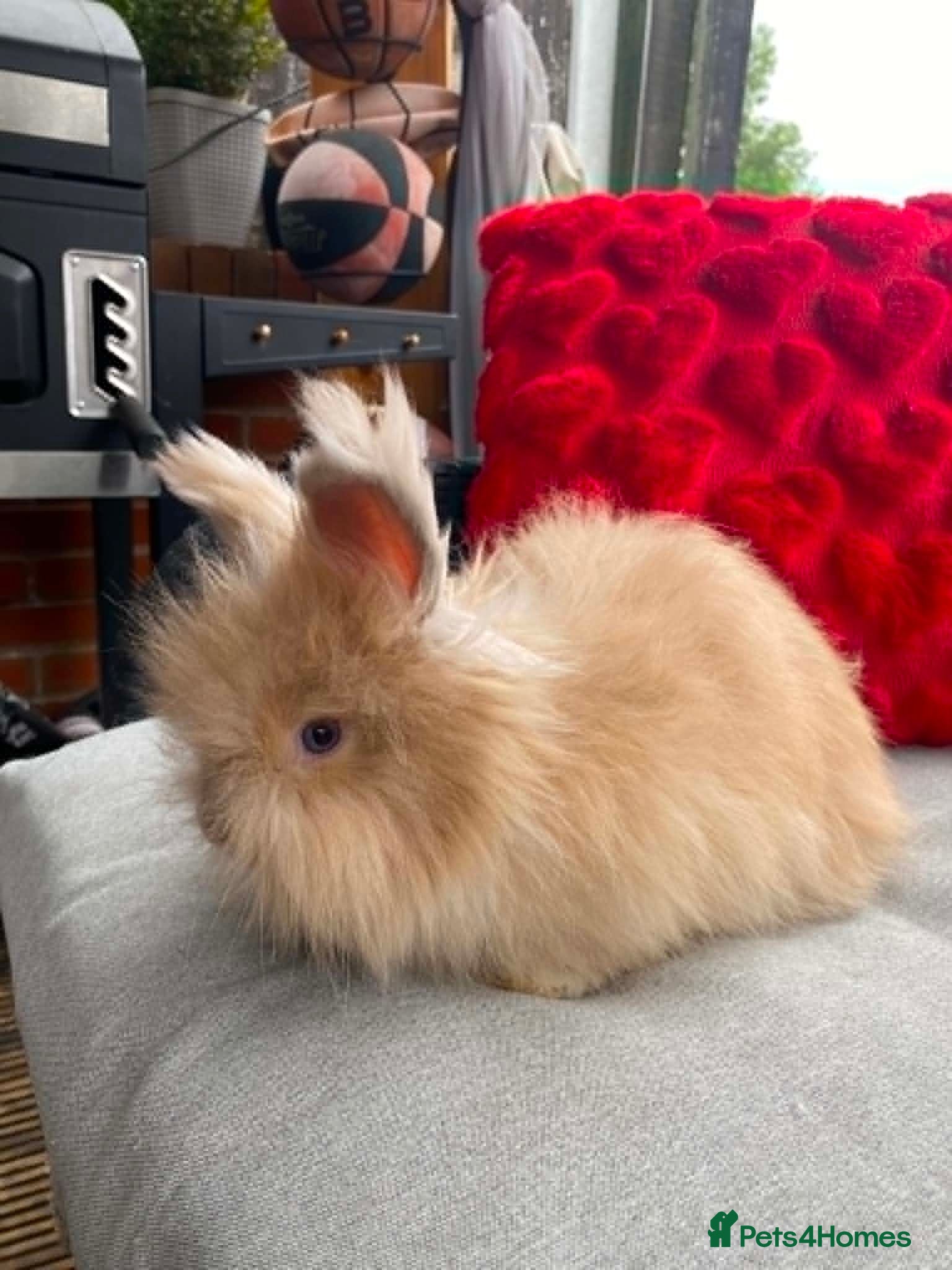Angora rabbits English Full Face Angora Kits - Advert 2