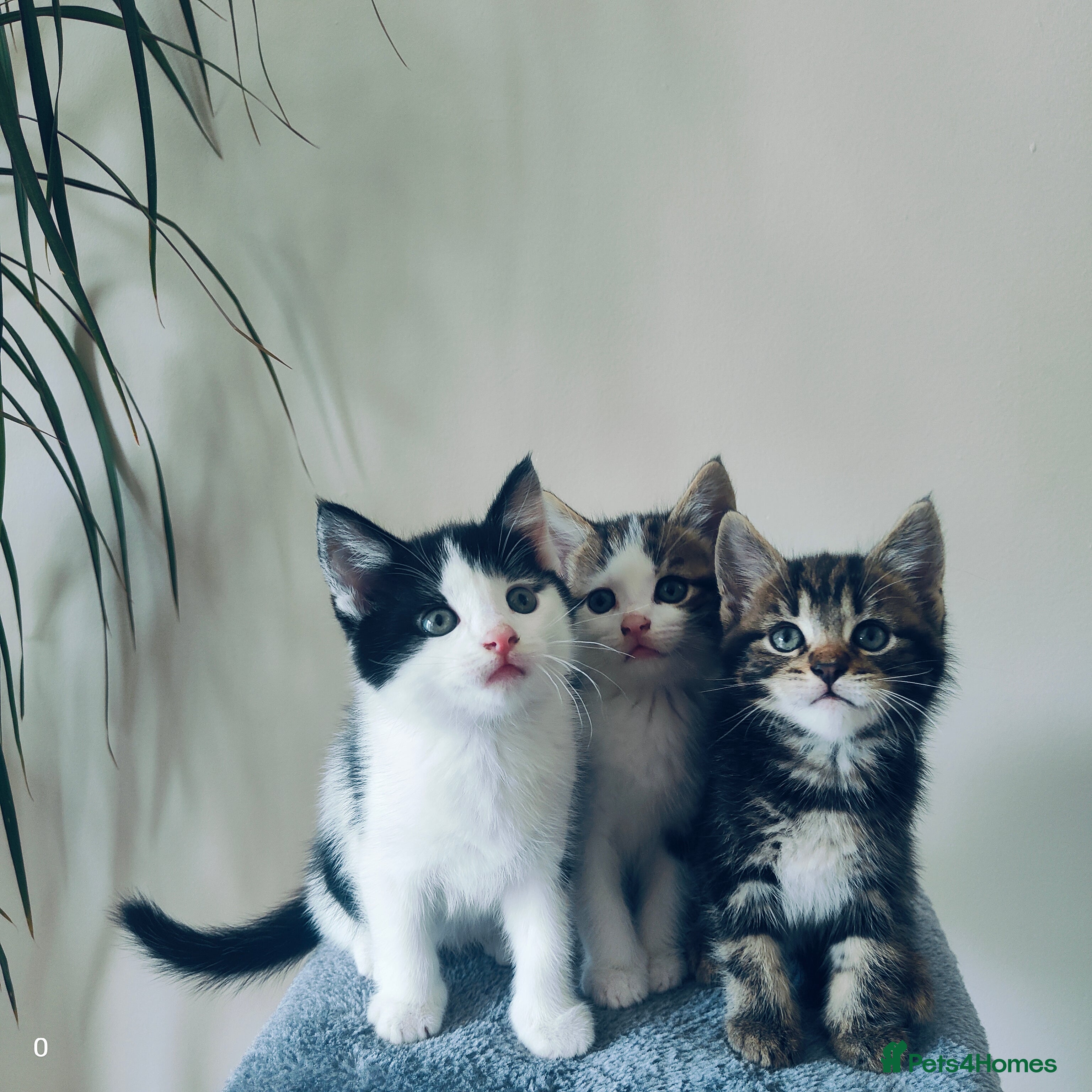 Mixed Breed cats Last Maine coon cross boy ready for forever home  - Advert 1