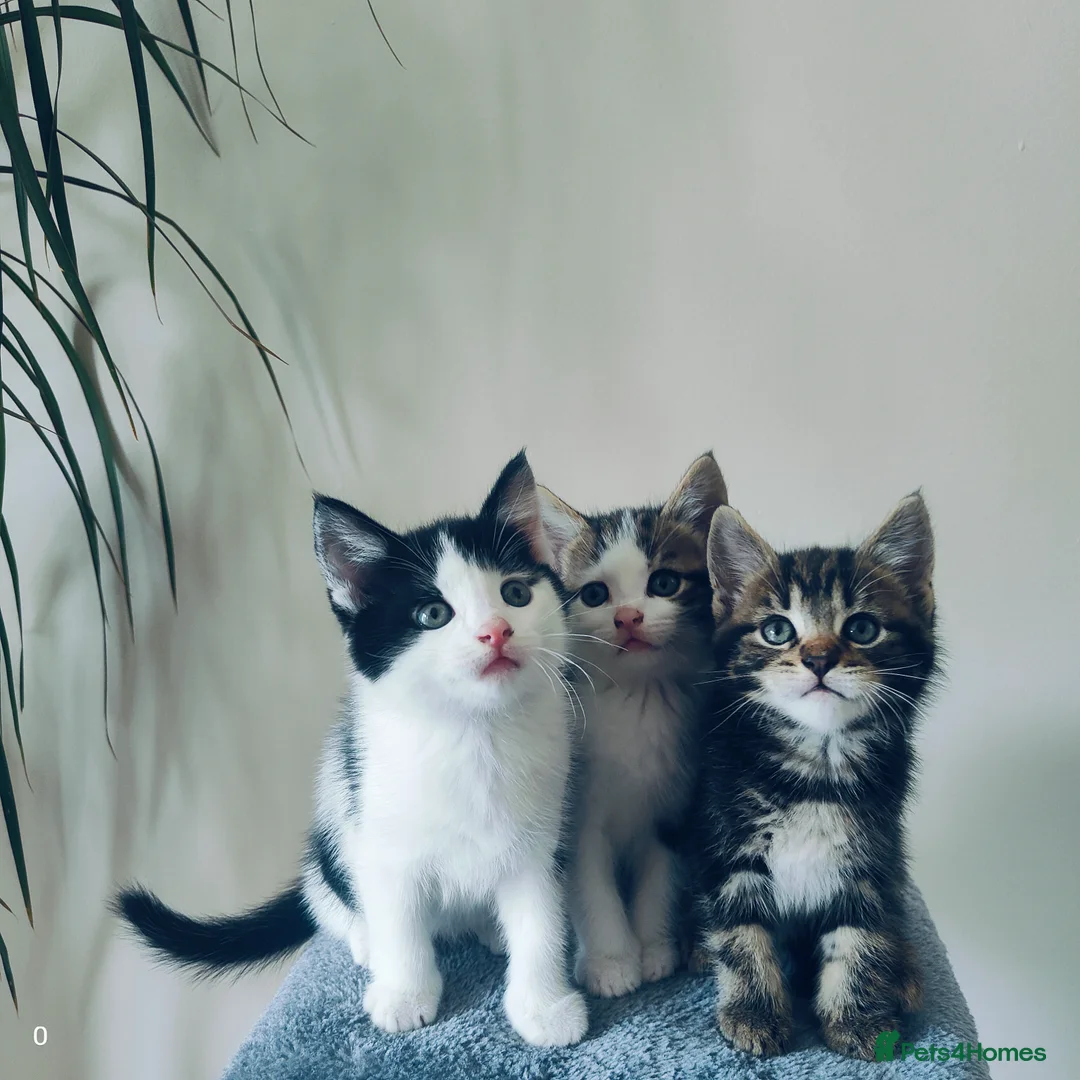 Mixed Breed cats for sale: Last Maine coon cross boy ready for forever home  - Advert 1