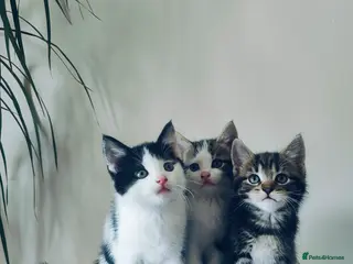 Mixed Breed cats Last Maine coon cross boy ready for forever home - Advert 1