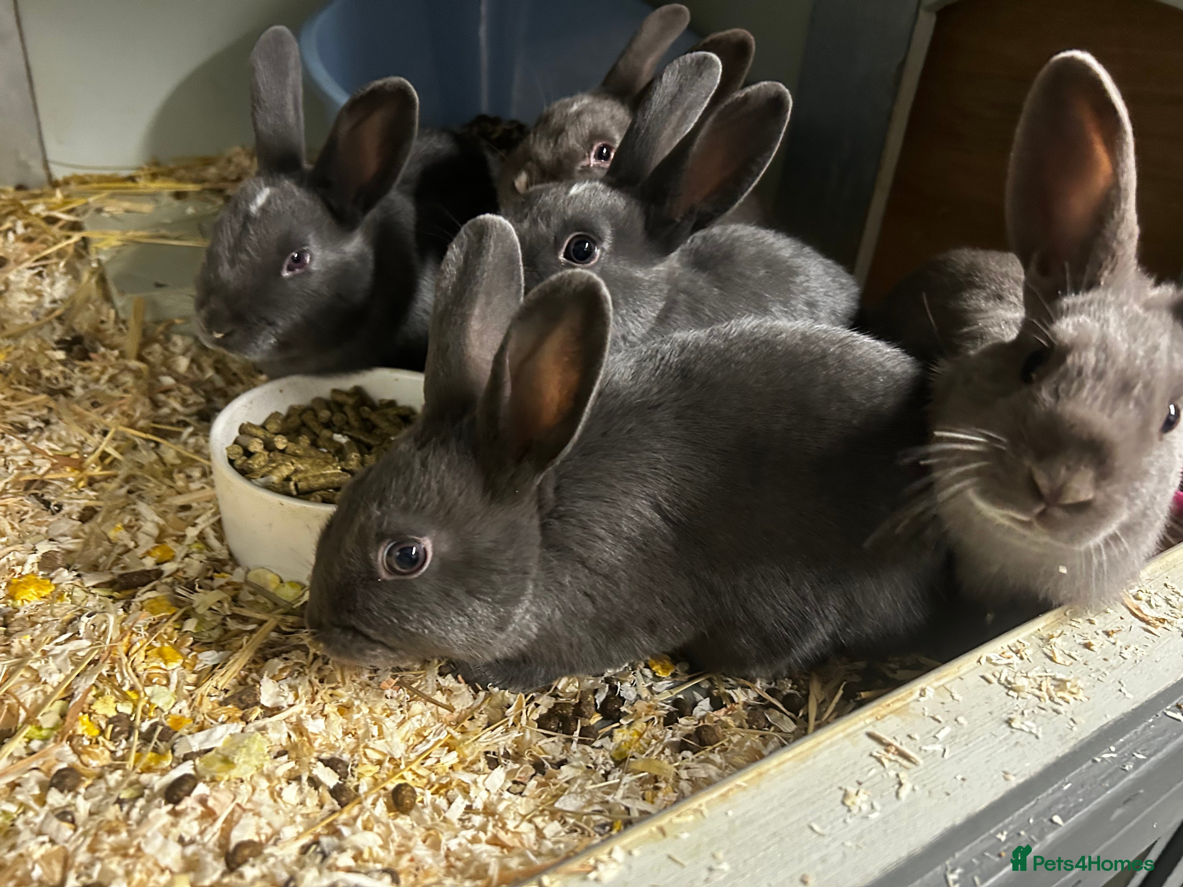 Rex rabbits Rex Rabbits x 5 - Advert 3