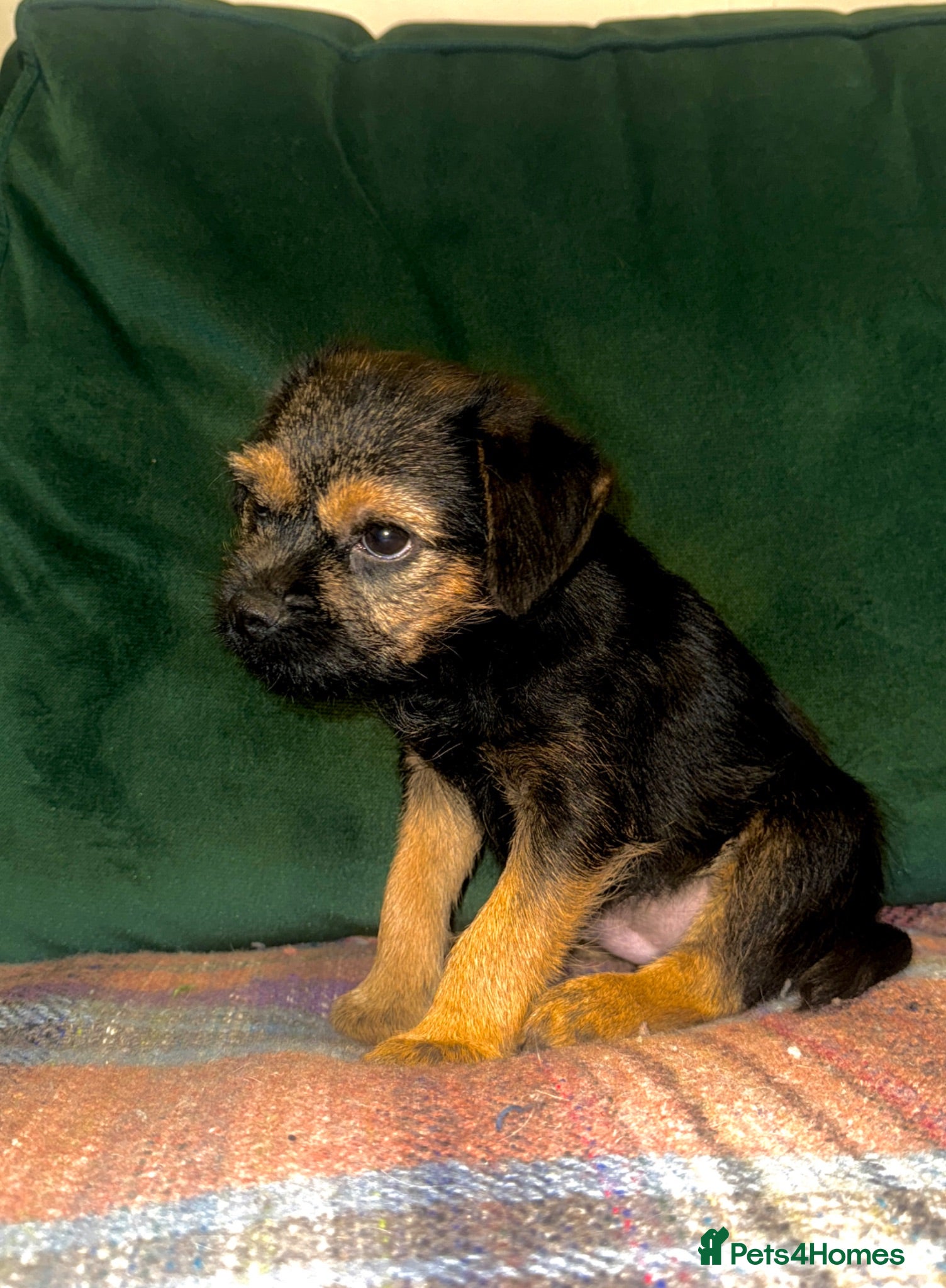Border Terrier dogs 1 kc registered male Border terrier left - Advert 2