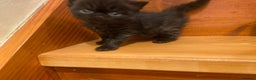 Persian cats for sale: Stunning pedigree Persian kittens - Advert 4