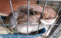Mini Lop rabbits for sale: Mini lop rabbits  - Image 24