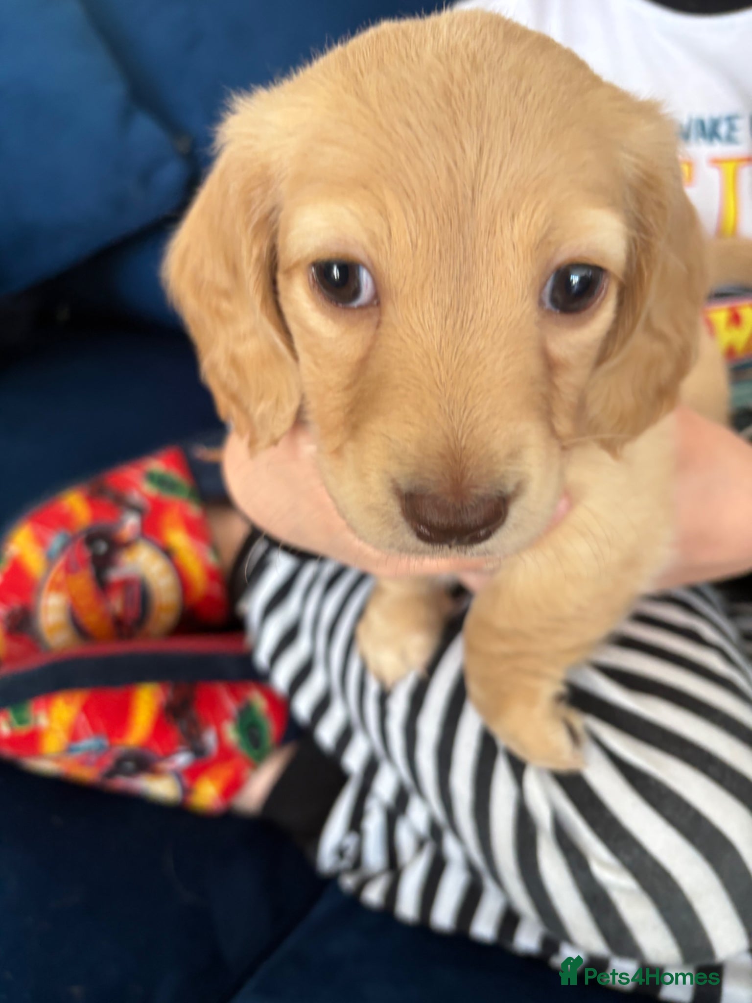 Miniature Dachshund dogs Pure cream mini long haired dachshund pups - Advert 2