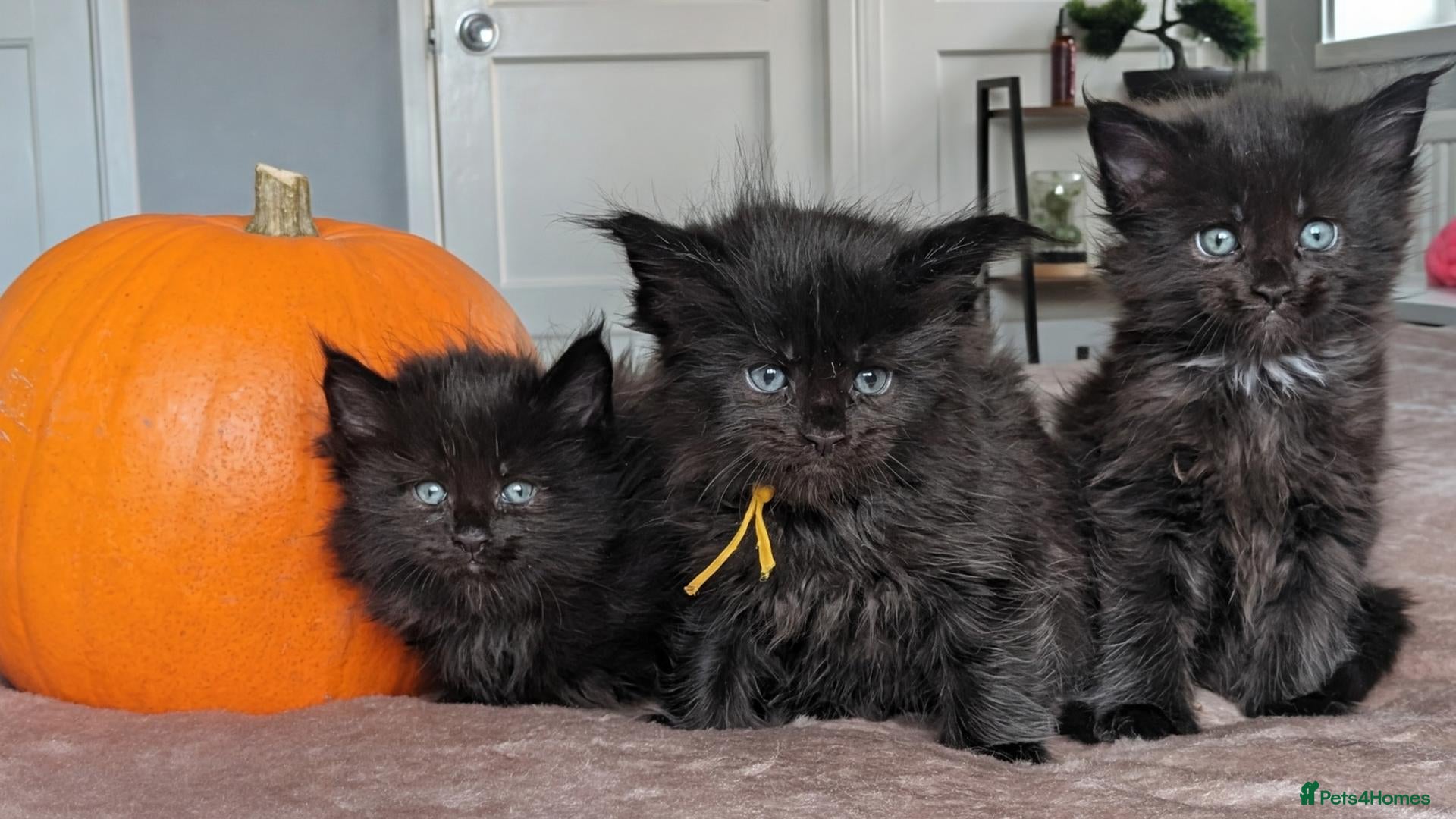 Maine Coon cats Black&Black Smoke Tica registered  - Advert 2