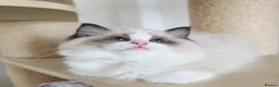 Ragdoll cats for sale: 💓Girl & boy 🩵🏆European Champion lines 💫Tica - Advert 4