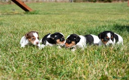 Jack Russell dogs for sale: Jack Russel puppies for sale  - Image 14